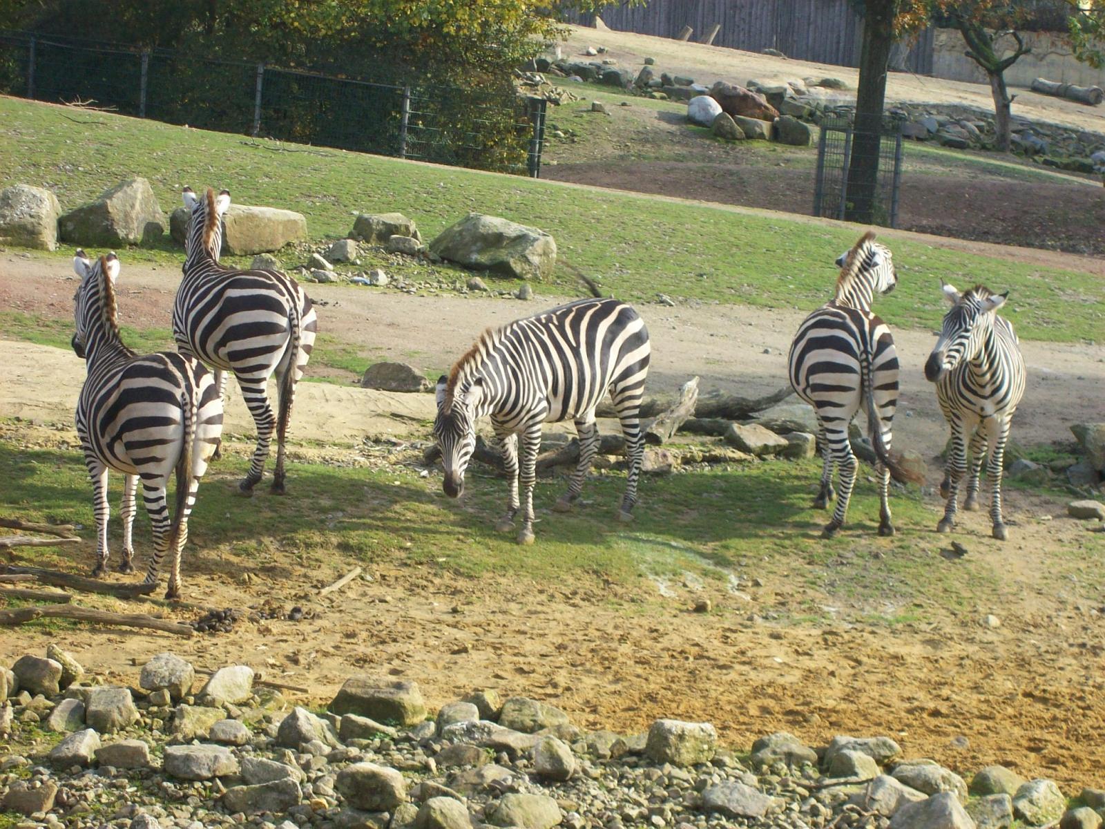 Zoom 18.10.2008-065.jpg